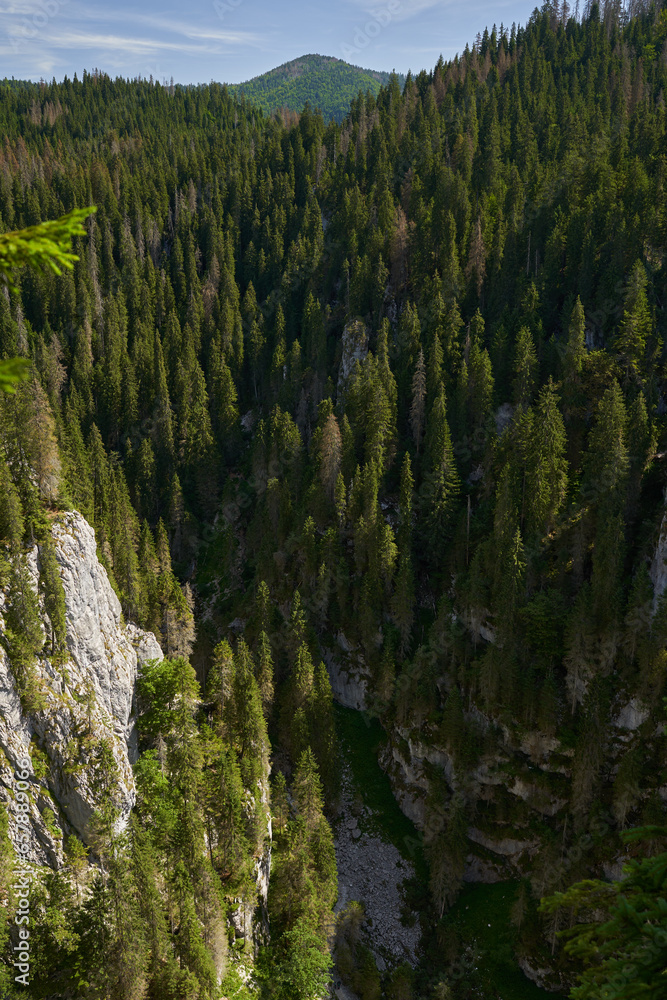 Mountains and pine forests Mountains and pine forests