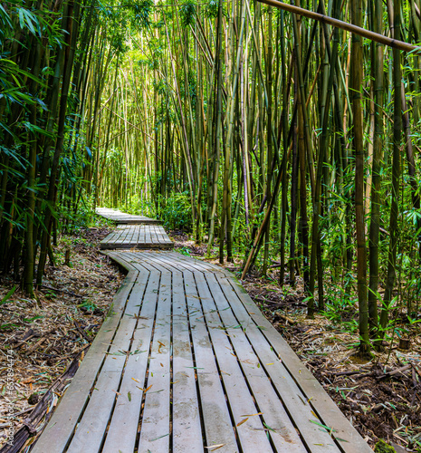 Fototapeta Naklejka Na Ścianę i Meble -  Boardwalk Through Giant  Bamboo Forest on The Pipiwai Trail, Kipahulu District, Haleakal National Park, Maui, Hawaii, USA
