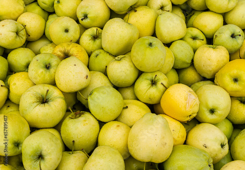Fresh Picked Green Apples at Orchard in Hood River Valley, Hood River, Oregon, USA