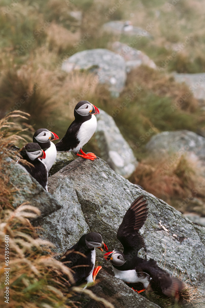 Fototapeta premium Puffin birds flock in Norway. Atlantic puffins seabirds wildlife nature birdwatching in natural habitat, Fratercula arctica