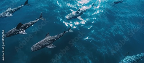 Aerial drone captures Whalesharks in Cebu s ocean photo