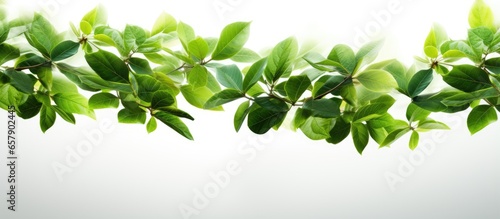 Fresh green coffee leaves falling in the air isolated on a white background