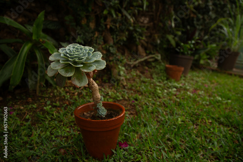 Colorful Garden
