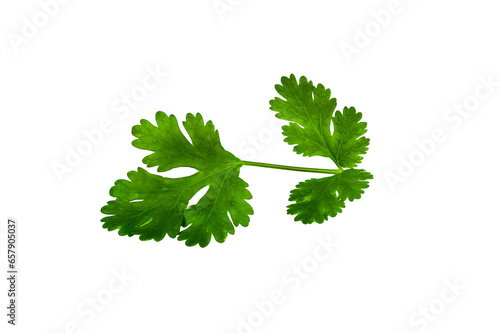 fresh parsley isolated on a transparent background, PNG
