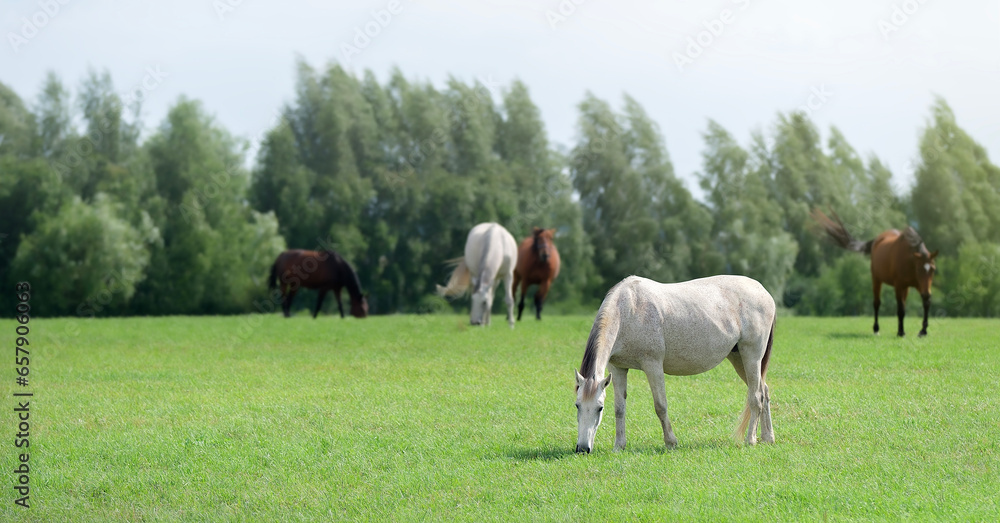 Horse herd grazing in pasture. Horses are free. Landscape, pasture. Sunlight. Summer pasture. Banner. Outdoors. Close-up Horse herd grazing in pasture. Horses are free. Landscape, pasture. Sunlight. Summer pasture. Banner. Outdoors. Close-up