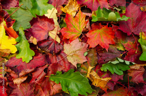 Colorful red  orange  yellow and green fall oak and maple leaves during autumn with nice lighting. Nice backdrop or background texture for graphics design projects. Detailed photo