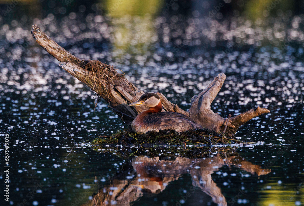 Obraz premium Red-necked Grebe Nesting