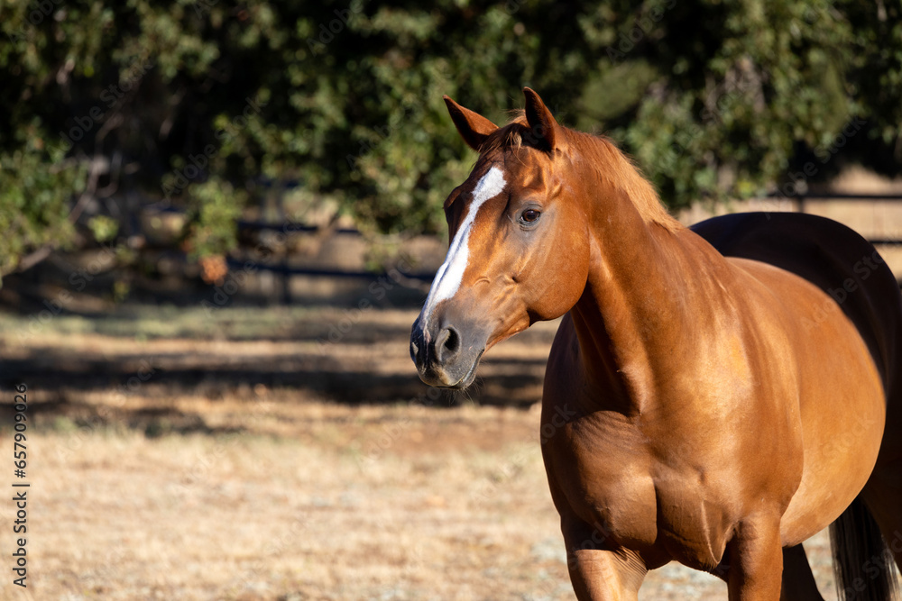 Beautiful copper colored horse with a friendly expression against a background of oak trees