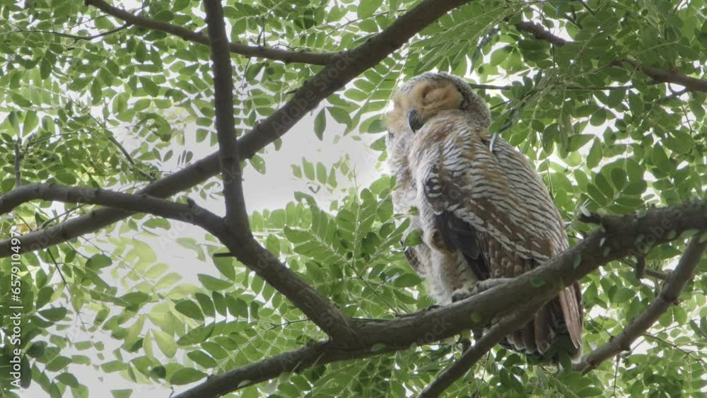 spotted wood owl mother sleeping in treetop with eyes closed spotted wood owl mother sleeping in treetop with eyes closed