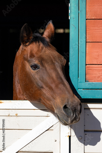 Bay horse looks out a stable door