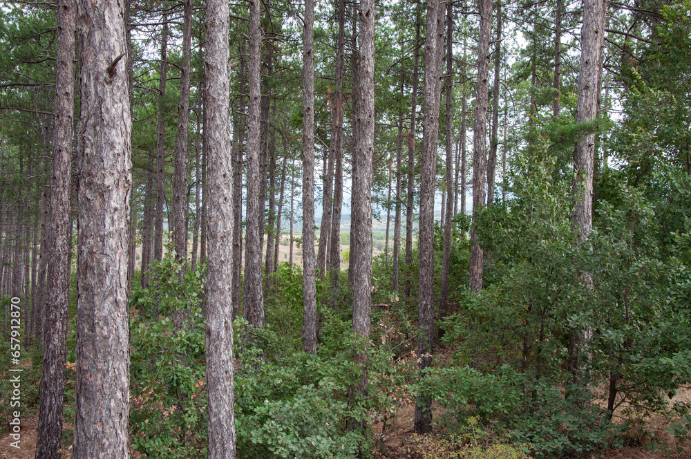 Fototapeta premium Pine forest in summer