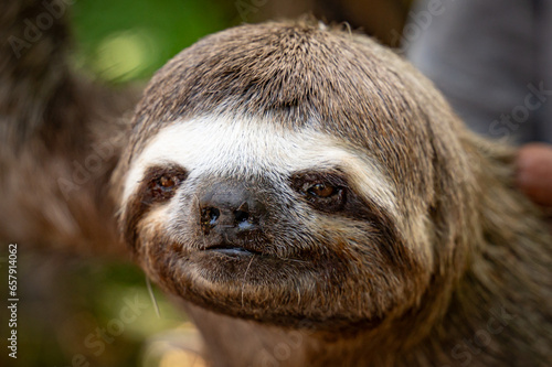 Three Toed Sloth in the Amazon, Peru.