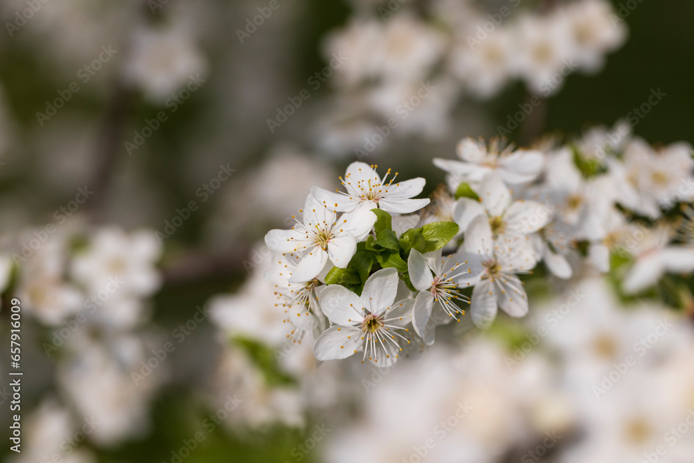 cherry blossoms in the orchard in spring cherry blossoms in the orchard in spring