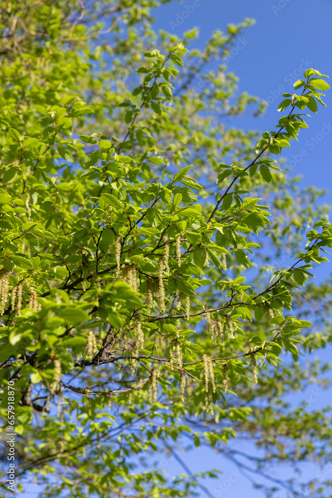 Fototapeta premium green foliage on hornbeam tree in spring bloom
