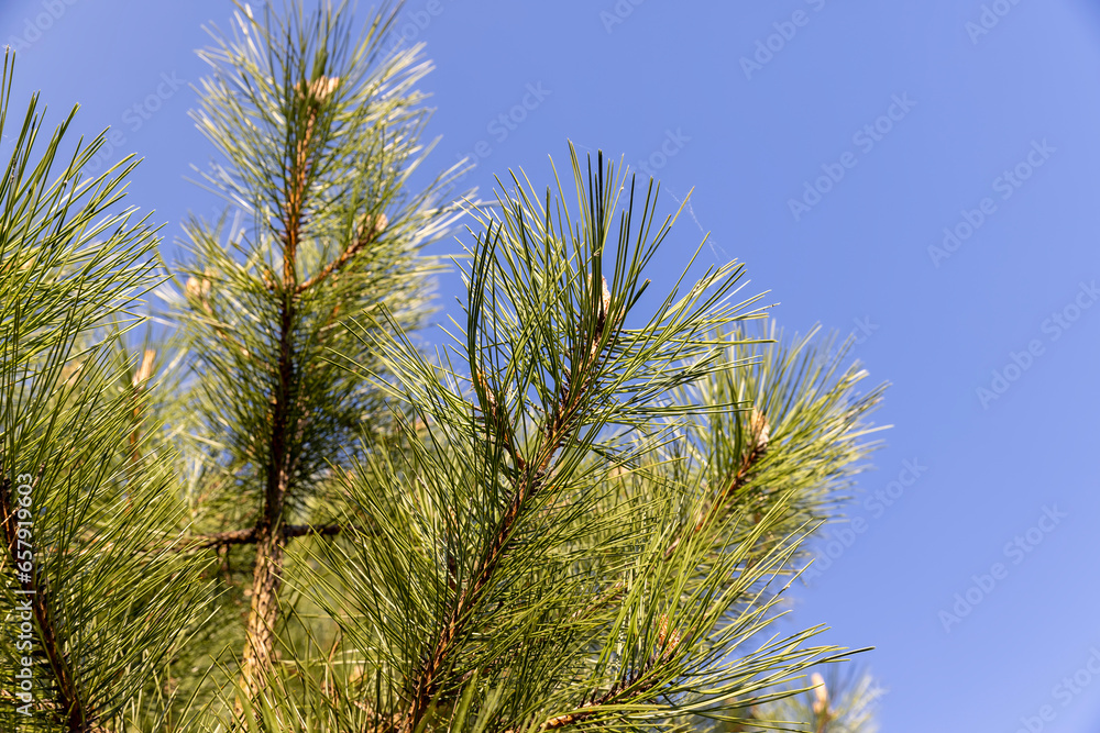long pine needles in the spring season, close-up of pine long pine needles in the spring season, close-up of pine
