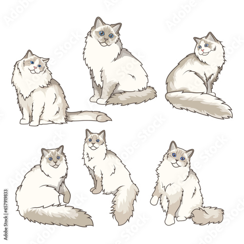 Explore Ragdoll cats in various charming poses. Our high-quality illustrations capture their grace and charm. Perfect for pet-related designs.