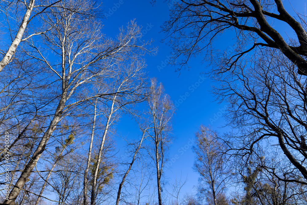 deciduous trees in the park in the early spring season deciduous trees in the park in the early spring season