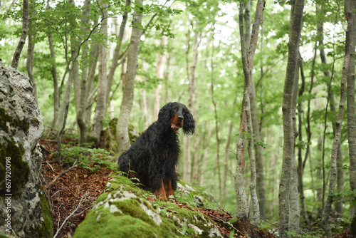 dog in the green forest. Setter Gordon in nature. Walk wit pet