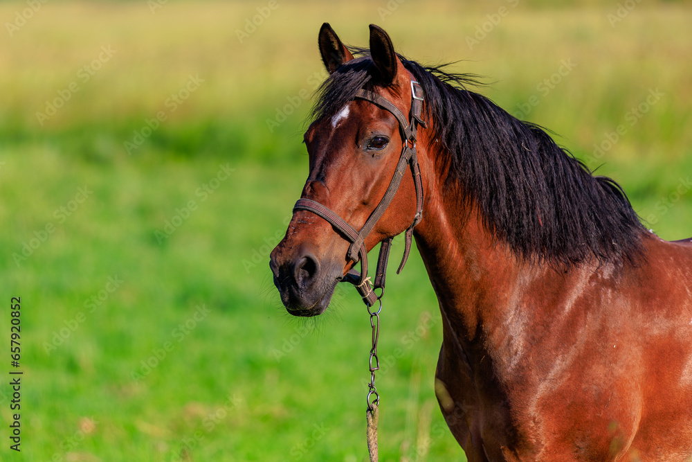 Horse in the pasture. Background with selective focus and copy space Horse in the pasture. Background with selective focus and copy space