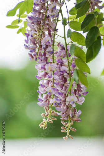 Texas Spring Wildflowers - purple