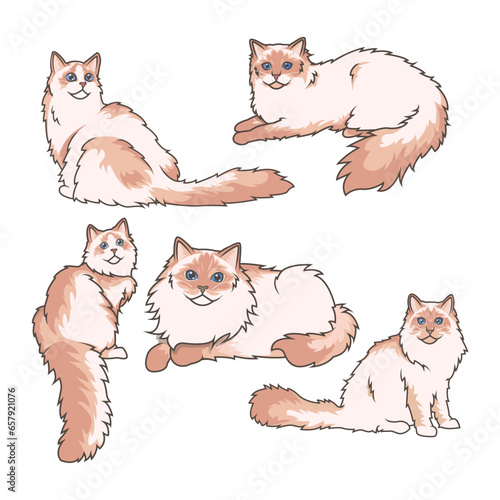 Explore Ragdoll cats in various charming poses. Our high-quality illustrations capture their grace and charm. Perfect for pet-related designs.
