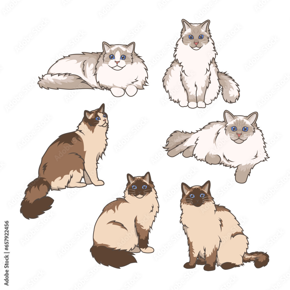 Explore Ragdoll cats in various charming poses. Our high-quality illustrations capture their grace and charm. Perfect for pet-related designs.
