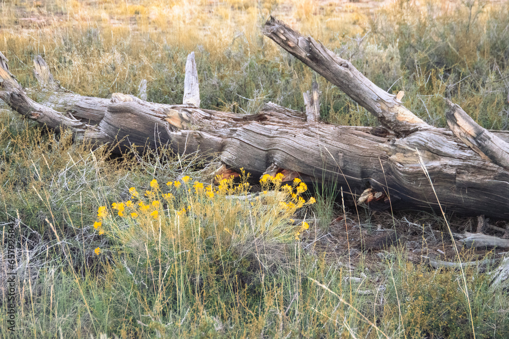 Yellow flowers next to felled tree, with textured lines in the tree bark. Yellow flowers next to felled tree, with textured lines in the tree bark.