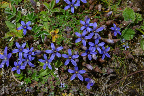 Alpine plant, small purple flowers, Cyananthus incanus in Namche, Sagarmatha National Park, Himalayas, Nepal © Hiromi Ito Ame