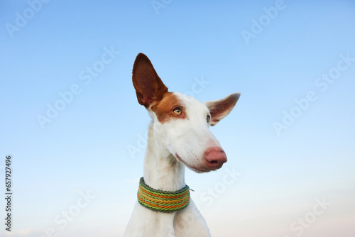 Funny face of a dog against the sky. Ibizan Greyhound in nature. happy pet