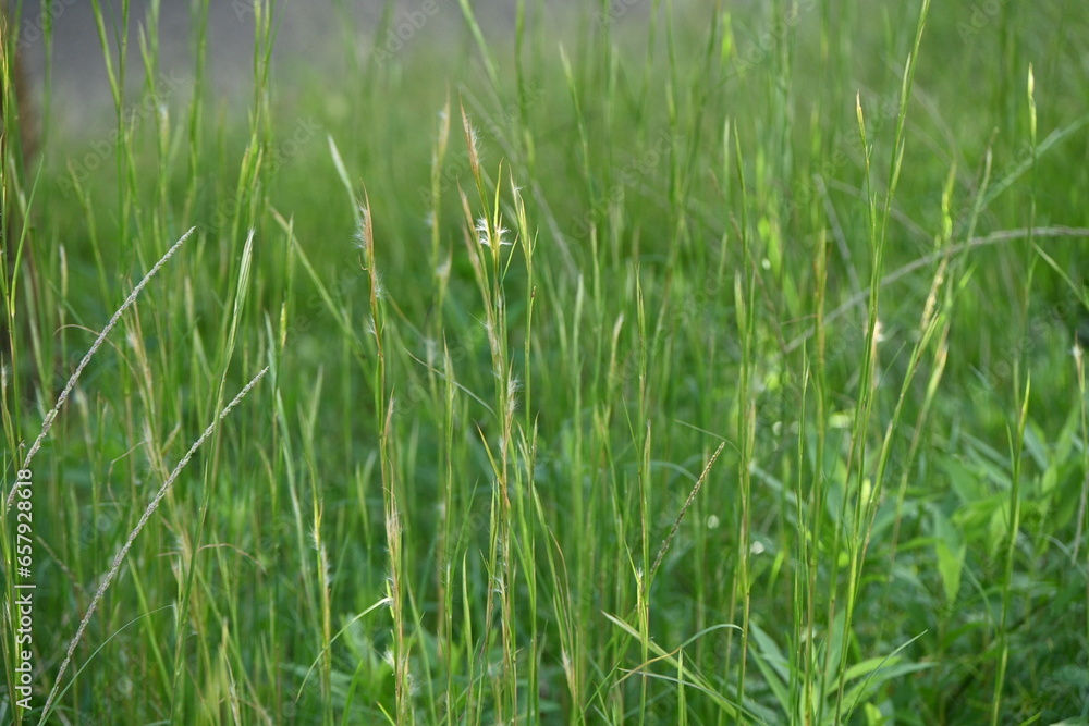 Broomsedge bluestem ( Andropogon virginicus ) flowers. Poaceae