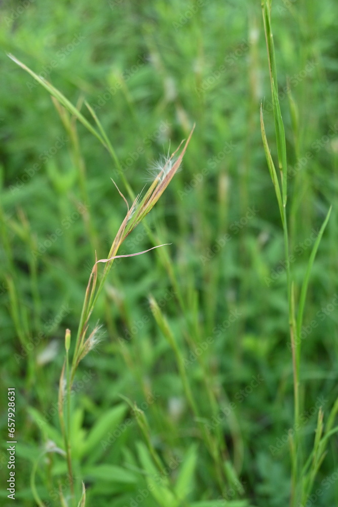 Broomsedge bluestem ( Andropogon virginicus ) flowers. Poaceae perennial plants. Native to North America. A weed that grows in vacant lots and produces spikelets on its inflorescences in autumn. Broomsedge bluestem ( Andropogon virginicus ) flowers. Poaceae perennial plants. Native to North America. A weed that grows in vacant lots and produces spikelets on its inflorescences in autumn.