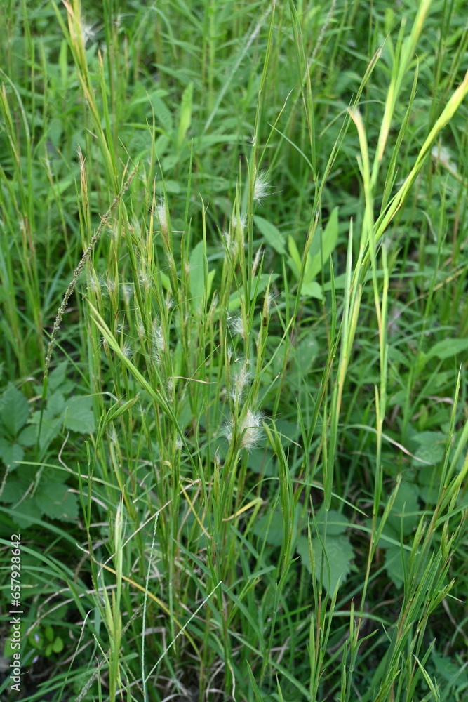 Broomsedge bluestem ( Andropogon virginicus ) flowers. Poaceae