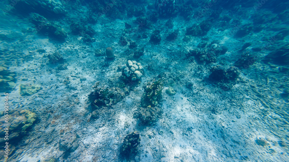 View of white coral, climate change problem View of white coral, climate change problem