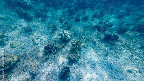 View of white coral, climate change problem