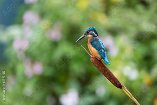 Kingfisher on a Reed