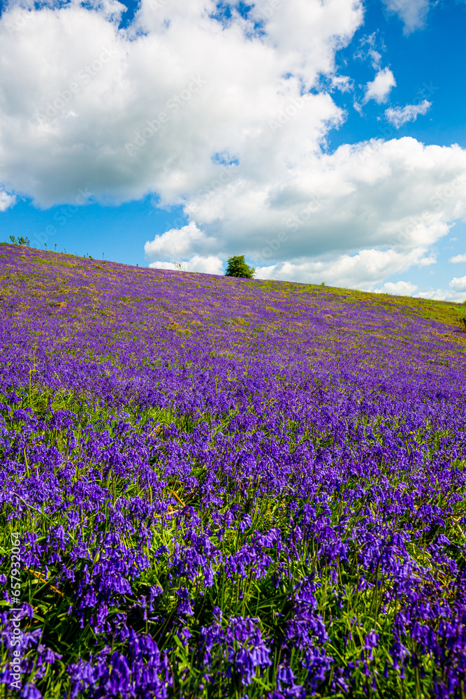 Naklejka premium Bluebells