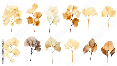 Dry Hydrangea Collection: Feminine Top View Set for Autumn & Boho Design on Transparent Background