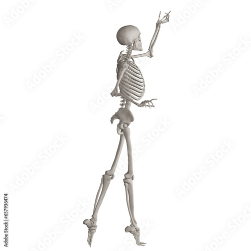 skeleton posing 3d render illustration with transparent background