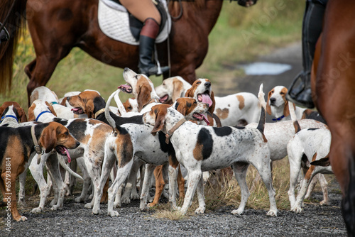 Foto Fox hunt hounds