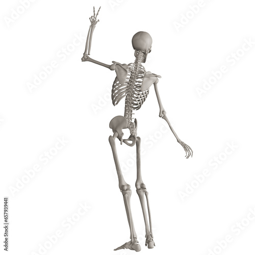 skeleton posing 3d render illustration with transparent background