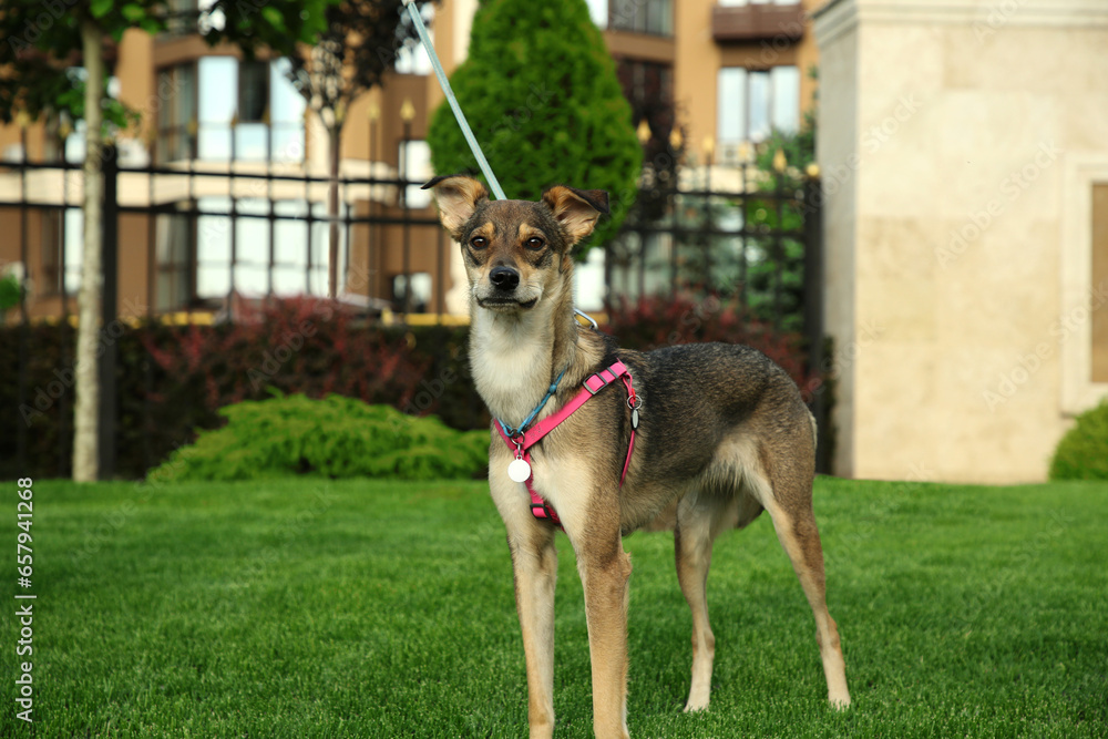 Adorable dog with leash on green grass outdoors, space for text Adorable dog with leash on green grass outdoors, space for text