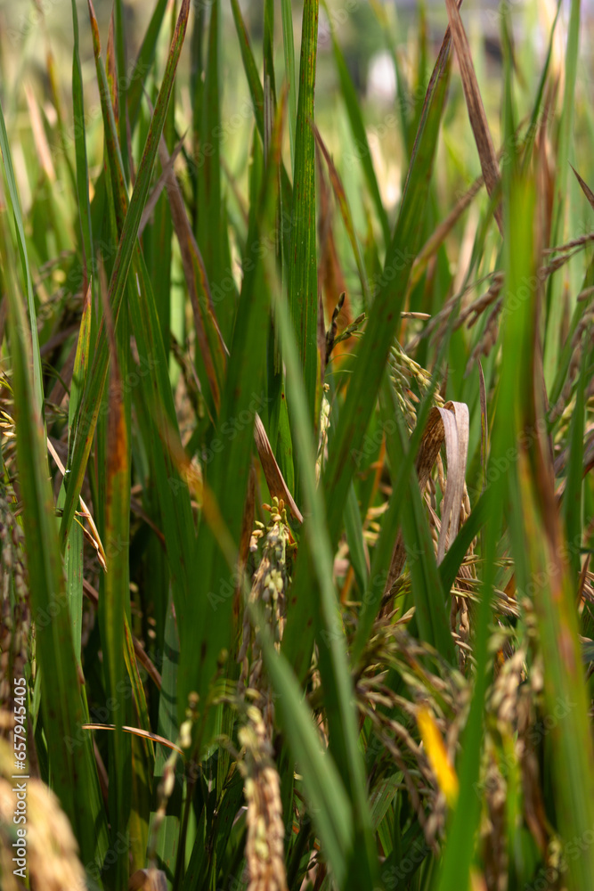 Obraz premium Fields of Bali 