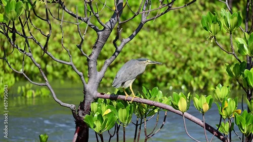 Pied Cormorant on Tidal Water Brancj photo