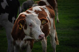 Selective blur on a portrait of the head of a Holstein frisian cow, a young calf, a veal, with its typical brown and white fur. Holstein is a cow breed, known for its dairy milk production.