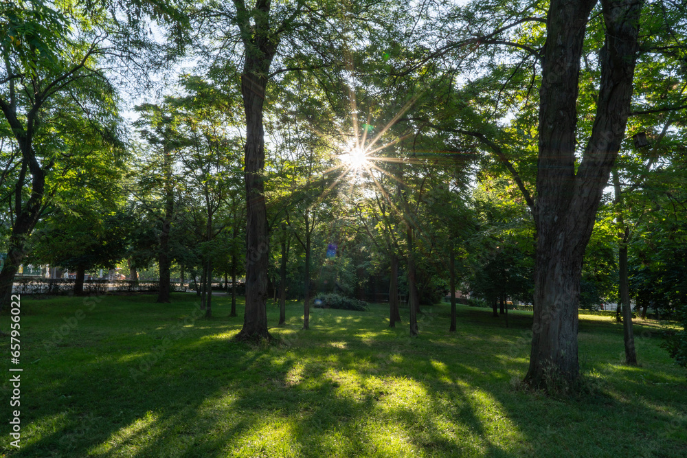 Sun shining through the trees in Parque del Retiro, Madrid, Spain