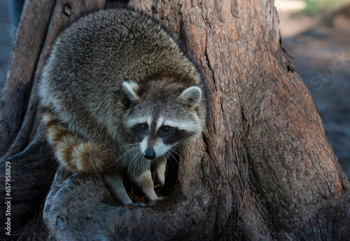 Young Raccoon on the Tree in Florida Park.