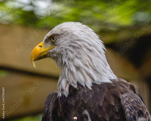 portrait of a eagle