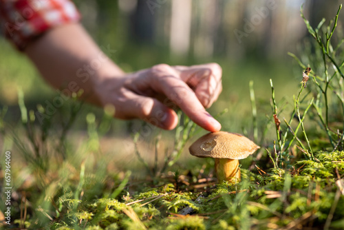 Man touches forest mushroom with finger. Forest plants and people. Natural products from nature. Organic food from wild. Caring attitude save planet. Ecology, environment, sustainable life, ecosystem