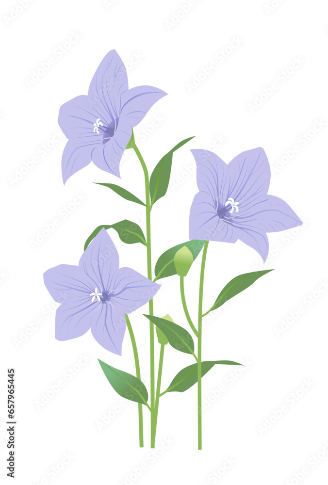 桔梗の花のイラスト 桔梗の花のイラスト