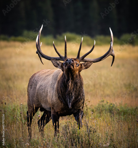 Royal bull Rocky Mountain Elk (cervus canadensis) stading in grass meadow tilting head back during fall elk rut, Rocky Mountain National Park, Colorado